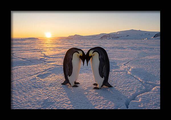 Emperor Penguins Embracing At Sunset