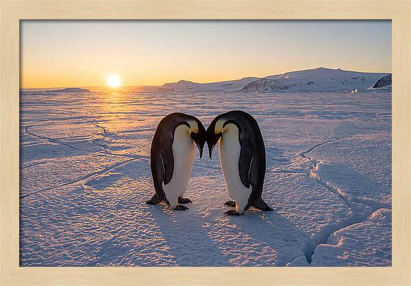 Emperor Penguins Embracing At Sunset