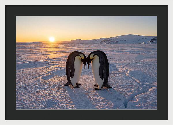 Emperor Penguins Embracing At Sunset