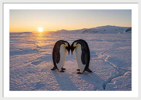 Emperor Penguins Embracing At Sunset