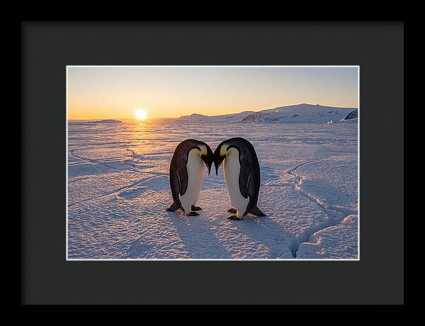 Emperor Penguins Embracing At Sunset