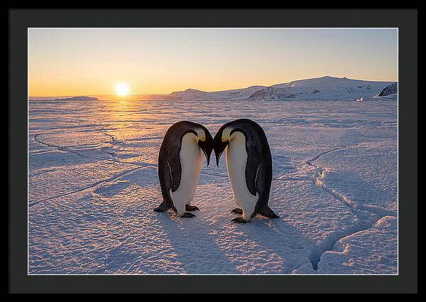 Emperor Penguins Embracing At Sunset