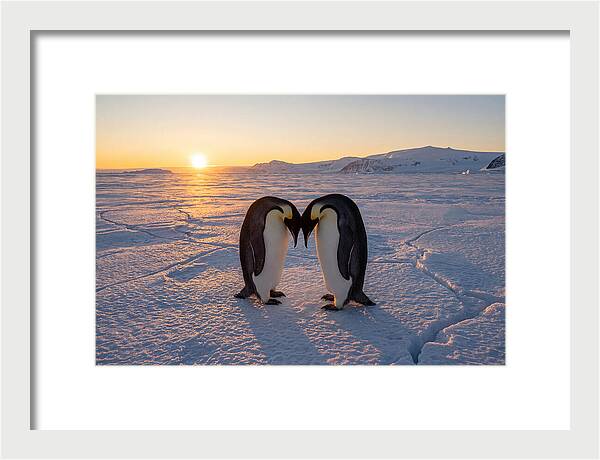 Emperor Penguins Embracing At Sunset