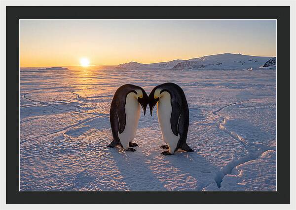 Emperor Penguins Embracing At Sunset