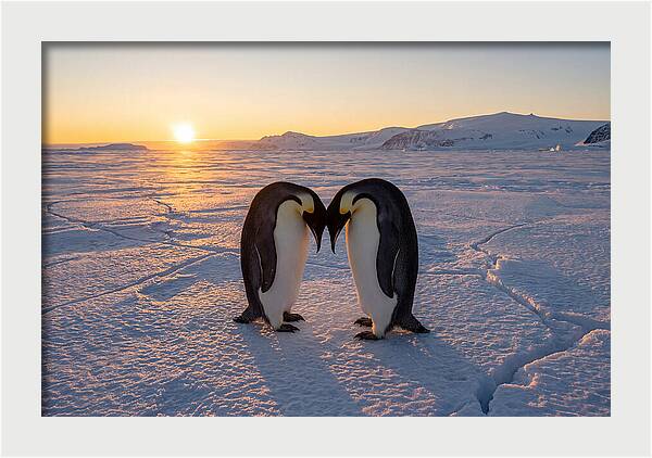 Emperor Penguins Embracing At Sunset
