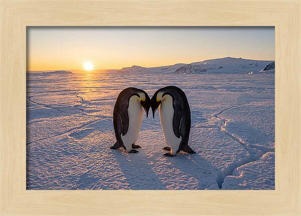 Emperor Penguins Embracing At Sunset