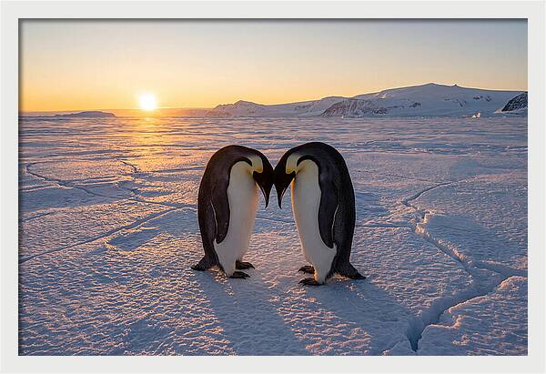 Emperor Penguins Embracing At Sunset