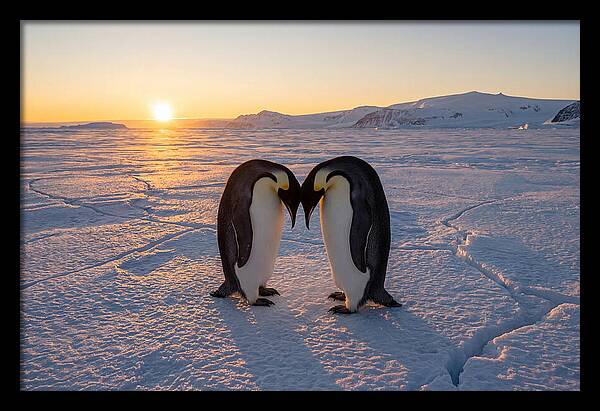 Emperor Penguins Embracing At Sunset
