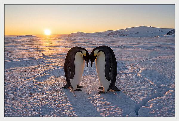 Emperor Penguins Embracing At Sunset