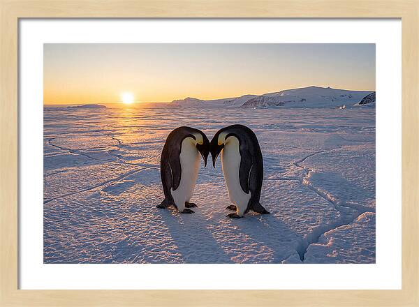 Emperor Penguins Embracing At Sunset