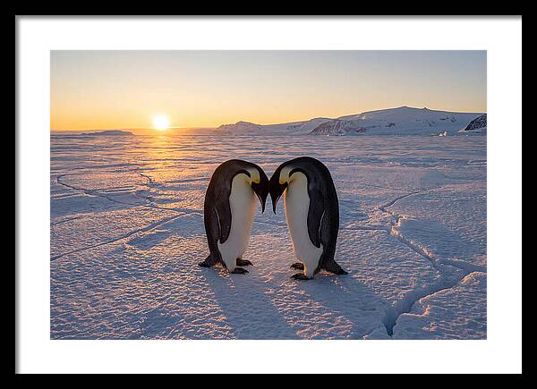 Emperor Penguins Embracing At Sunset