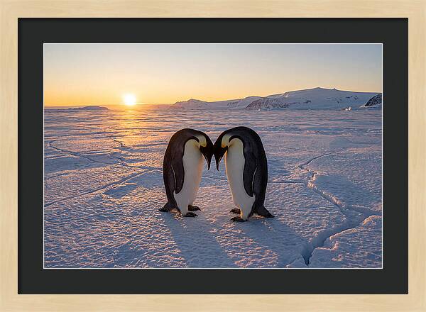 Emperor Penguins Embracing At Sunset