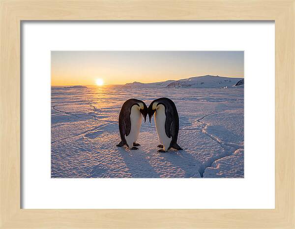 Emperor Penguins Embracing At Sunset