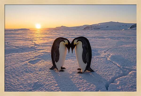 Emperor Penguins Embracing At Sunset