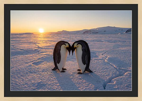 Emperor Penguins Embracing At Sunset