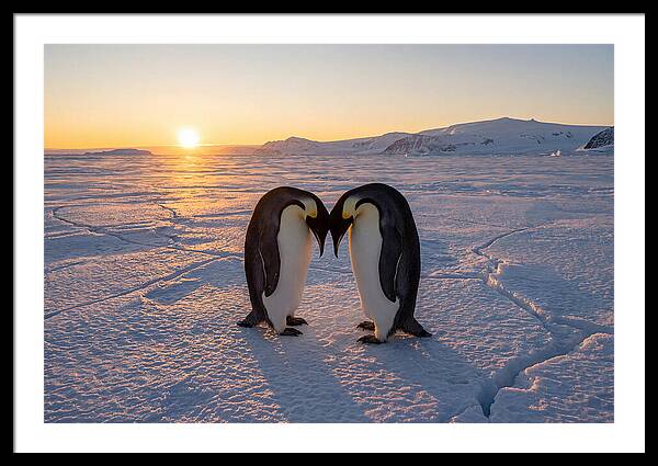 Emperor Penguins Embracing At Sunset