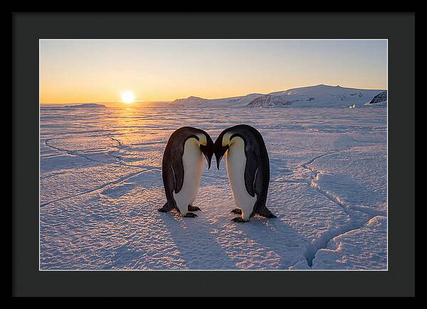 Emperor Penguins Embracing At Sunset
