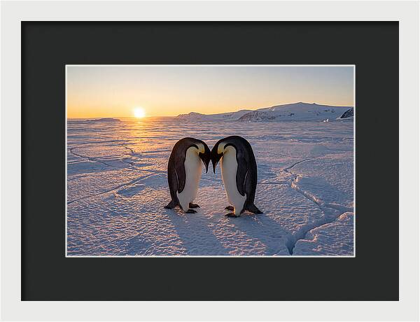 Emperor Penguins Embracing At Sunset
