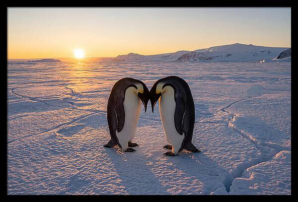 Emperor Penguins Embracing At Sunset