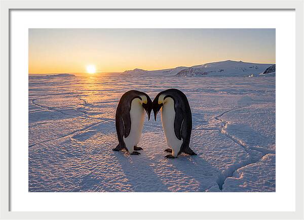 Emperor Penguins Embracing At Sunset