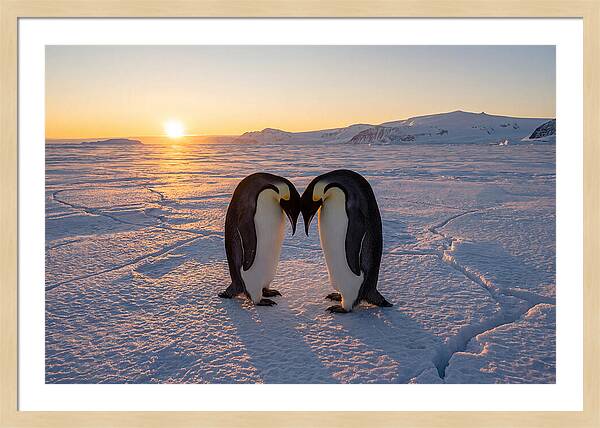 Emperor Penguins Embracing At Sunset