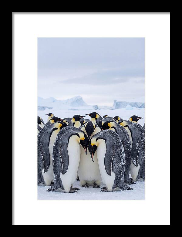 Emperor Penguins Huddled Together