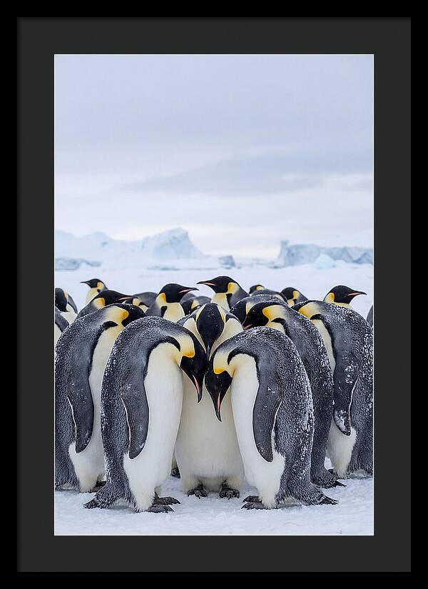 Emperor Penguins Huddled Together