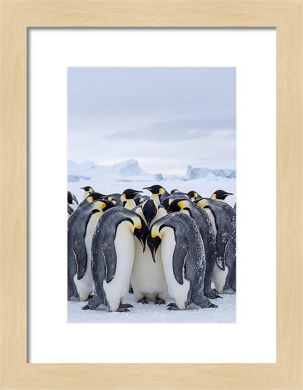 Emperor Penguins Huddled Together