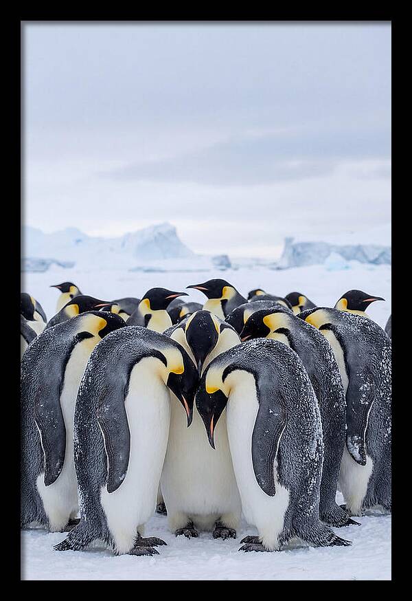 Emperor Penguins Huddled Together