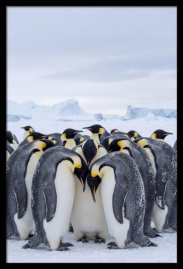 Emperor Penguins Huddled Together