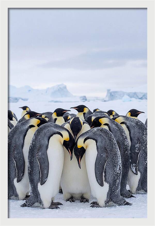 Emperor Penguins Huddled Together