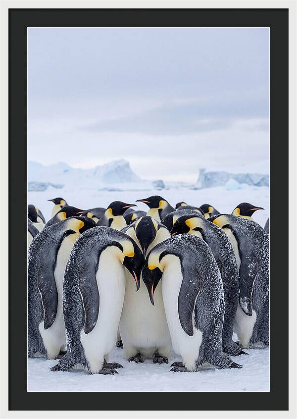 Emperor Penguins Huddled Together