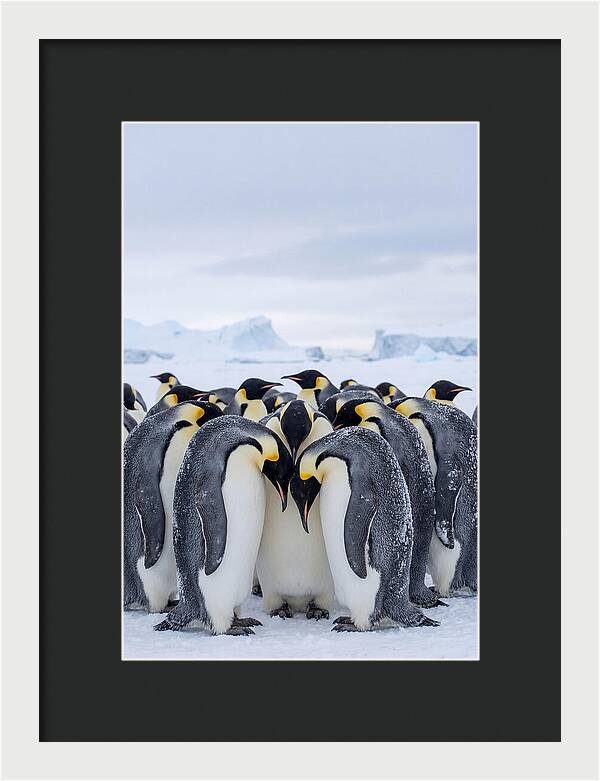 Emperor Penguins Huddled Together