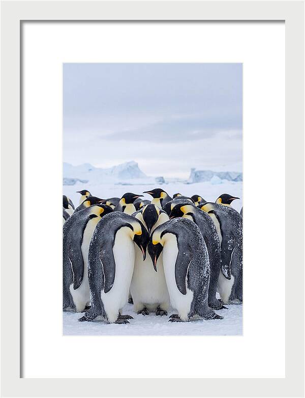 Emperor Penguins Huddled Together