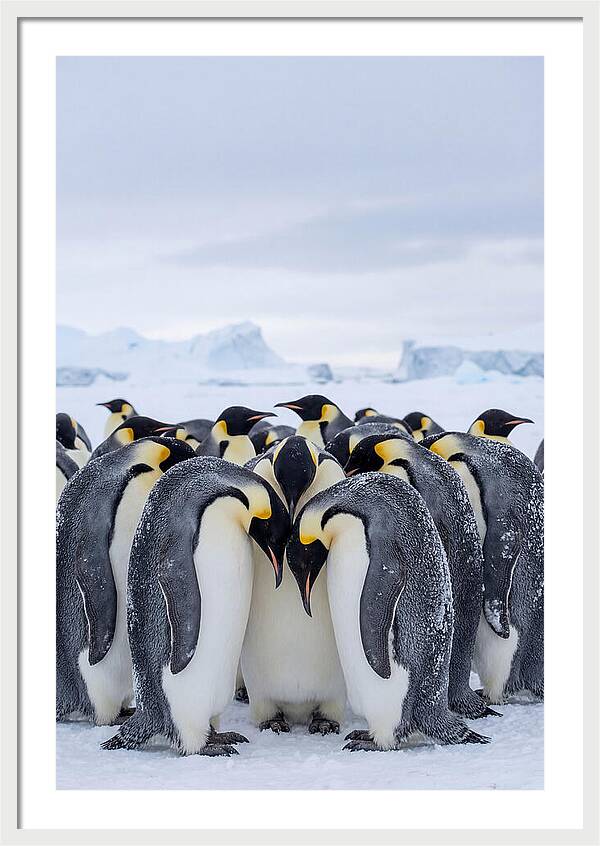 Emperor Penguins Huddled Together