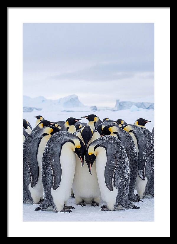 Emperor Penguins Huddled Together