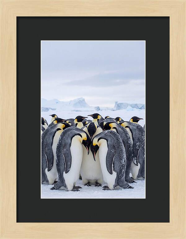 Emperor Penguins Huddled Together