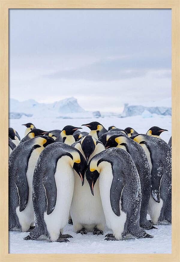 Emperor Penguins Huddled Together