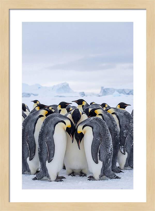 Emperor Penguins Huddled Together