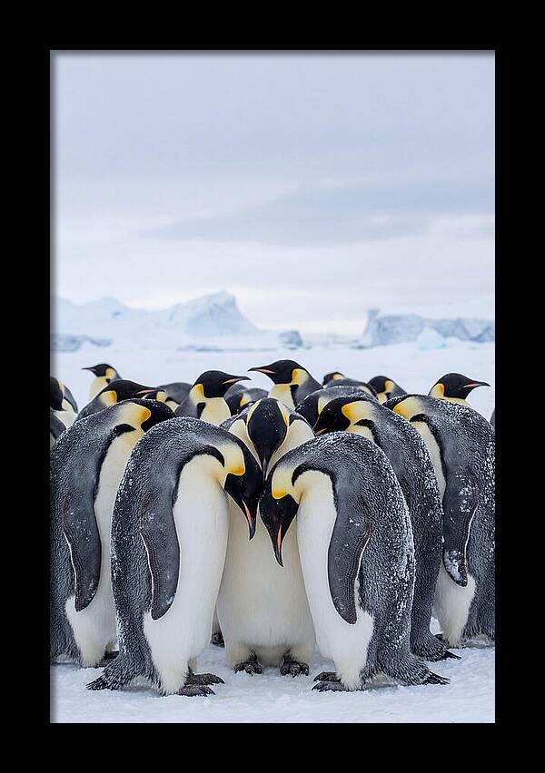 Emperor Penguins Huddled Together