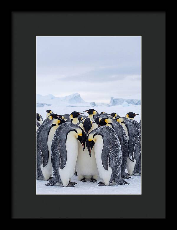 Emperor Penguins Huddled Together