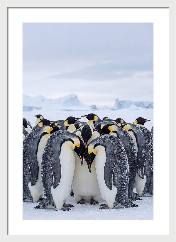 Emperor Penguins Huddled Together