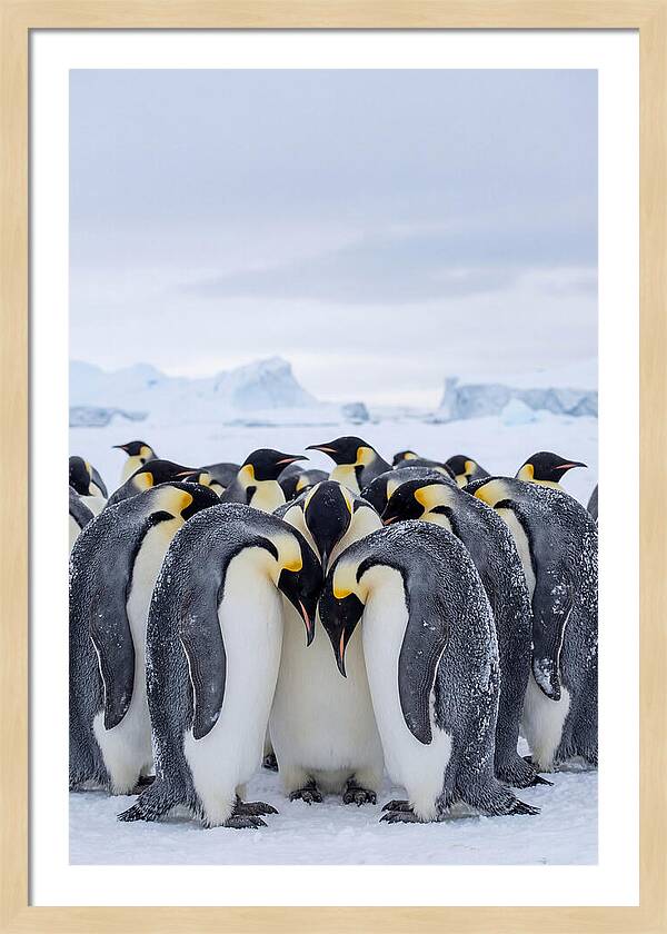 Emperor Penguins Huddled Together