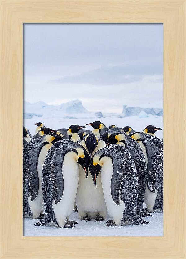 Emperor Penguins Huddled Together