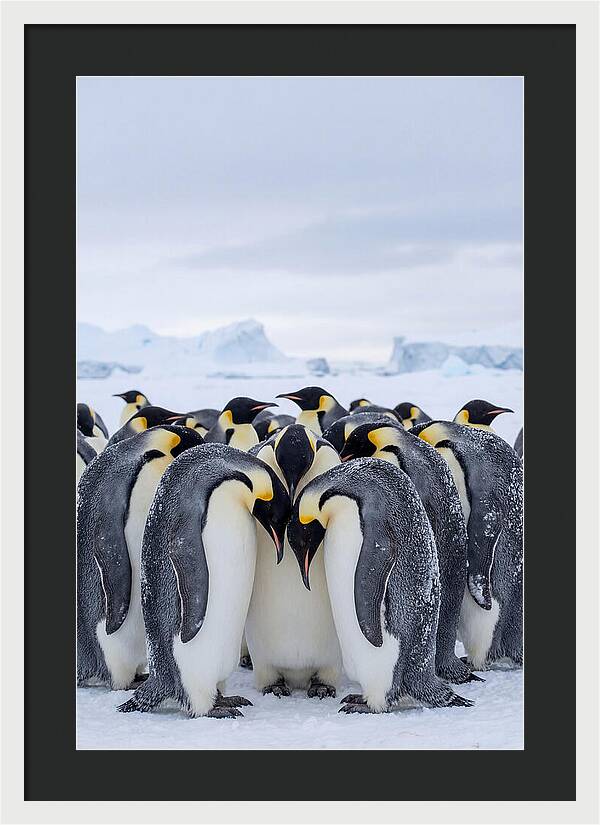 Emperor Penguins Huddled Together