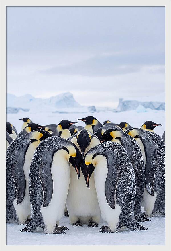 Emperor Penguins Huddled Together