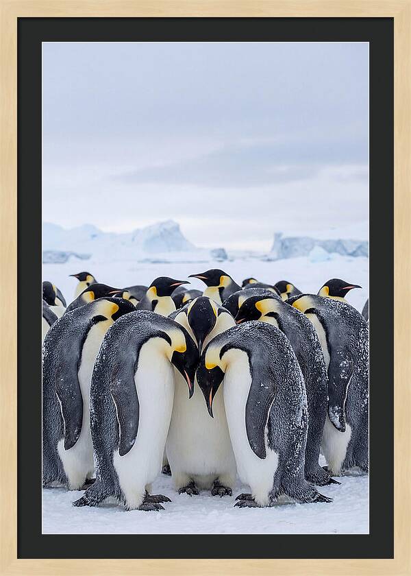 Emperor Penguins Huddled Together
