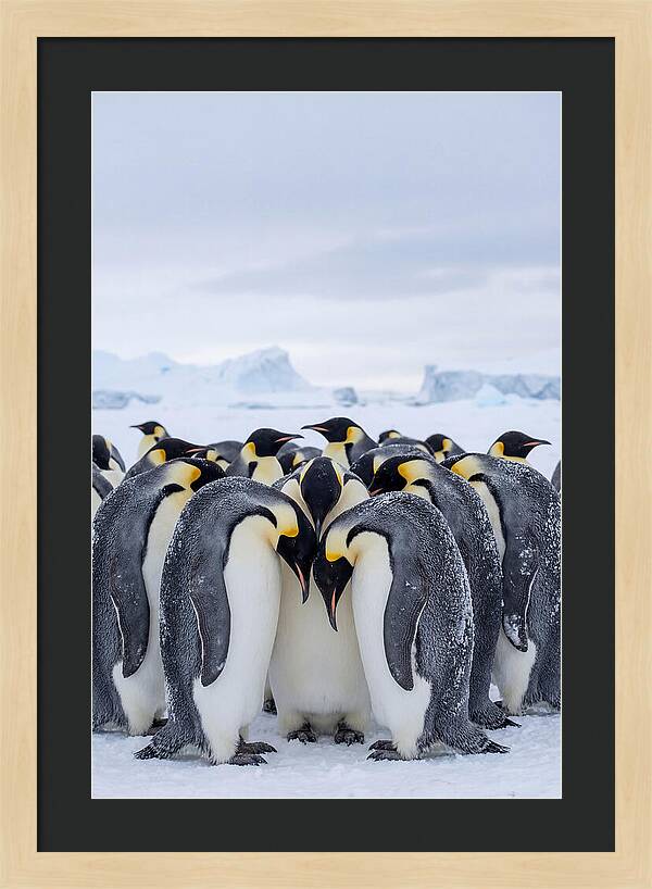 Emperor Penguins Huddled Together