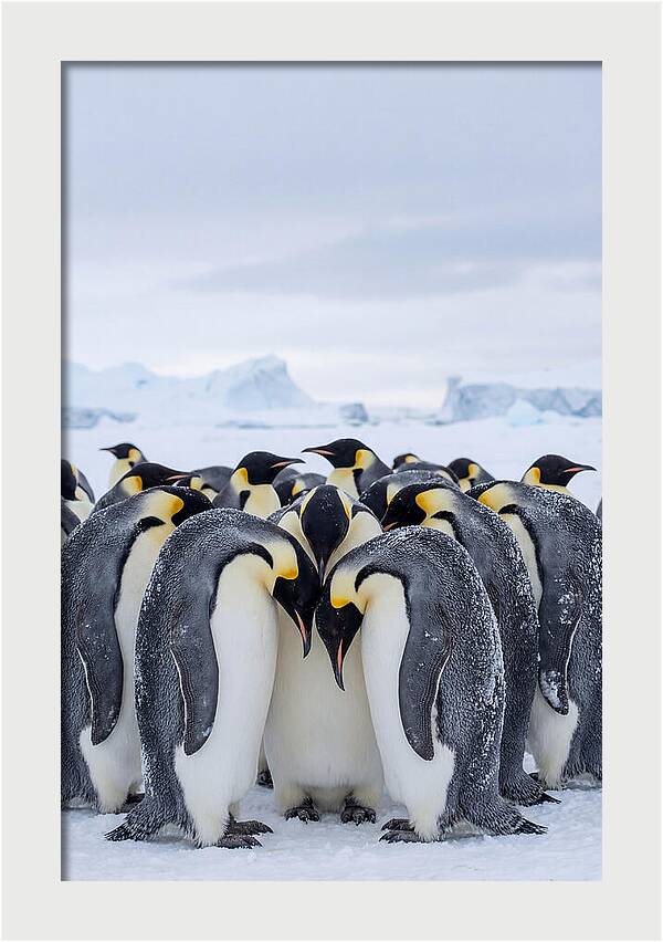 Emperor Penguins Huddled Together