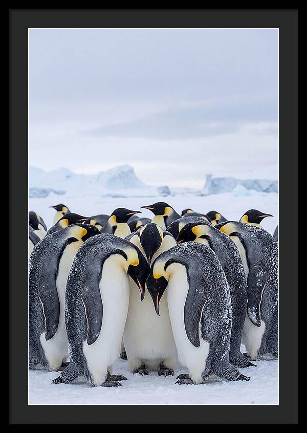 Emperor Penguins Huddled Together